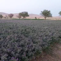 یونجه خشک بنچه بیده