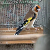 سهره دورگ دهن زن استان فارسی صاف عروسک