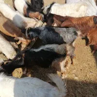 کهره نر و پازن