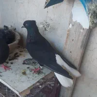 کفتر