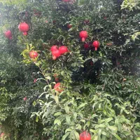 کار در باغ بصورت شبانه روزی