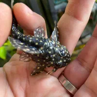 پلکو کمیاب L201 جفت مولد|ماهی|تهران, سید خندان (جلفا)|دیوار