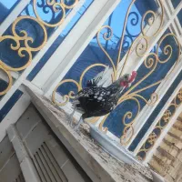 مرغ و خروس زینتی و لاری