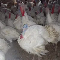 فروش بوغلمون بیوتی