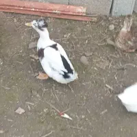 ۴ عدد اردک کاکلی نژاد دار.کاکل درشت وزیبا|حیوانات مزرعه|آستانه اشرفیه, |دیوار