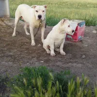 داگو آرژانتین اصل ماده بیست ماهه|سگ|مشگین شهر, |دیوار