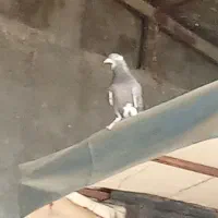 کبوتر پرشی ۱۶ عدد