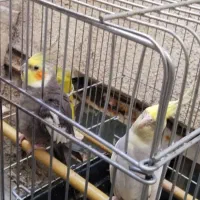 دوتا عروس هلندی نر سخنگو و رام سرحال|پرنده|کرج, دولت‌آباد|دیوار