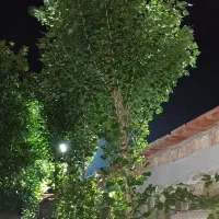نهال صنوبر نیگرا ترکیه