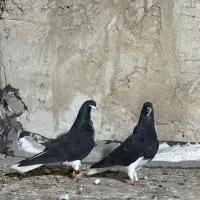 نر و ماده خشرنگ|پرنده|کازرون, |دیوار