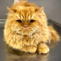 گربه نژاد پرشین گارفیلدی