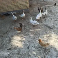 چند عدد غاز بزرگ