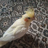 عروس هلندی گمشده عروس پاریس گمشده
