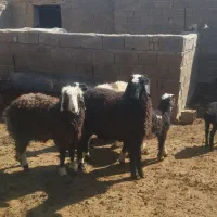 بره قوچ شال|حیوانات مزرعه|طسوج, |دیوار