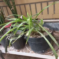 گلدان سفالی|گل و گیاه طبیعی|قم, ناصردیوان|دیوار