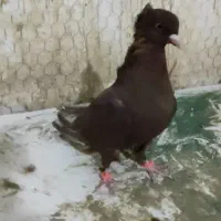 ماده سرخ دم سفید