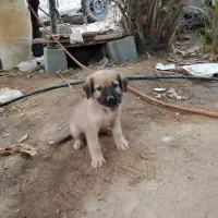 توله سگ ژرمن ماده معاوضه