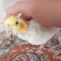 عروس هلندی نر|پرنده|پردیس, فاز ۲|دیوار