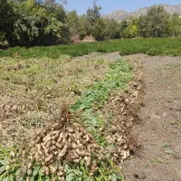 بادام‌زمینی‌ترکیه‌ای‌|عمده‌فروشی|مریوان, |دیوار