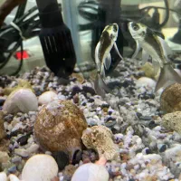 اکواریوم و ماهی کوی و حلزون