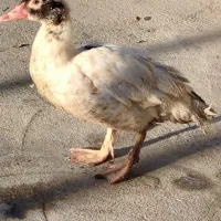 فروش فوری اوردک اسراعیلی|حیوانات مزرعه|گمیشان, |دیوار