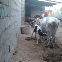 گاو و گوساله