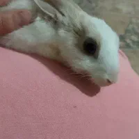 واگذاری خرگوش خانگی|موش و خرگوش|تبریز, |دیوار