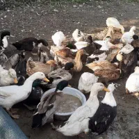 اردک های سالم|حیوانات مزرعه|قائم‌شهر, |دیوار