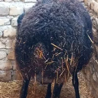 میش بره دار