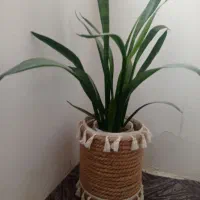 دو عدد گل و گلدان