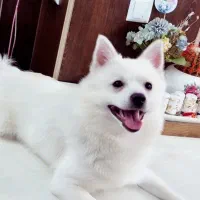 توله اشپیتز پامرانین مینی