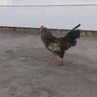 خروس نژاد دار|حیوانات مزرعه|اسفرورین, |دیوار