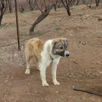 فروش سگ آله زرد همه چی تموم