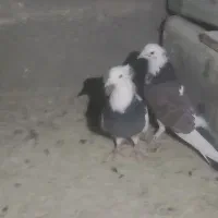 فروش ب دلیل جابجایی|پرنده|فولادشهر, A6|دیوار