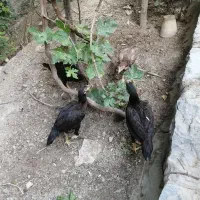 مرغ و خروس لاری نژاد افغان