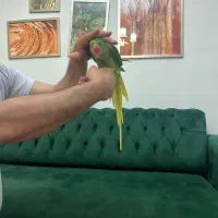شاه طوطی ماده دستی مست ۳ ساله