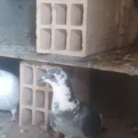 کبوتر آلمانی