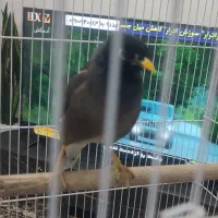 مرغ مینا درجه یک|پرنده|شیراز, شهرک گلستان|دیوار