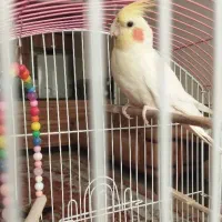 عروس هلندی لوتینو