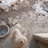 سگ مفتی|سگ|گلپایگان, |دیوار