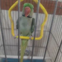 شاه طوطی ماده