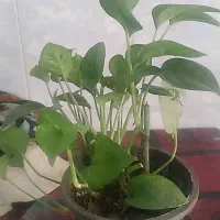 فروشی به شرط.اصل سالمی