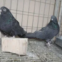 کبوتر نوک قنار سیاه|پرنده|پیر بکران, |دیوار