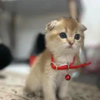 گربه اسکاتیش|گربه|کرمانشاه, |دیوار