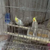 عروس هلندی دوعددجفت