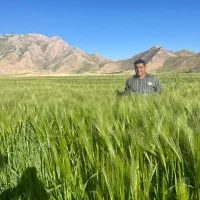 اجاره زمین کشاورزی ابی   یک سال  دوساله .|اجارهٔ دفتر صنعتی، کشاورزی، تجاری|کرمانشاه, |دیوار