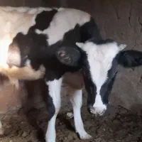 گوساله نر|حیوانات مزرعه|مود, |دیوار