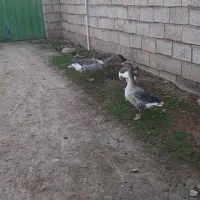 غازمحلی|حیوانات مزرعه|آق قلا, |دیوار