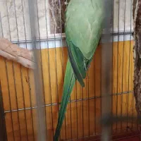 طوطی ملنگو|پرنده|اصفهان, کردآباد|دیوار