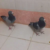 سبز سار|پرنده|شیروان (خراسان), |دیوار